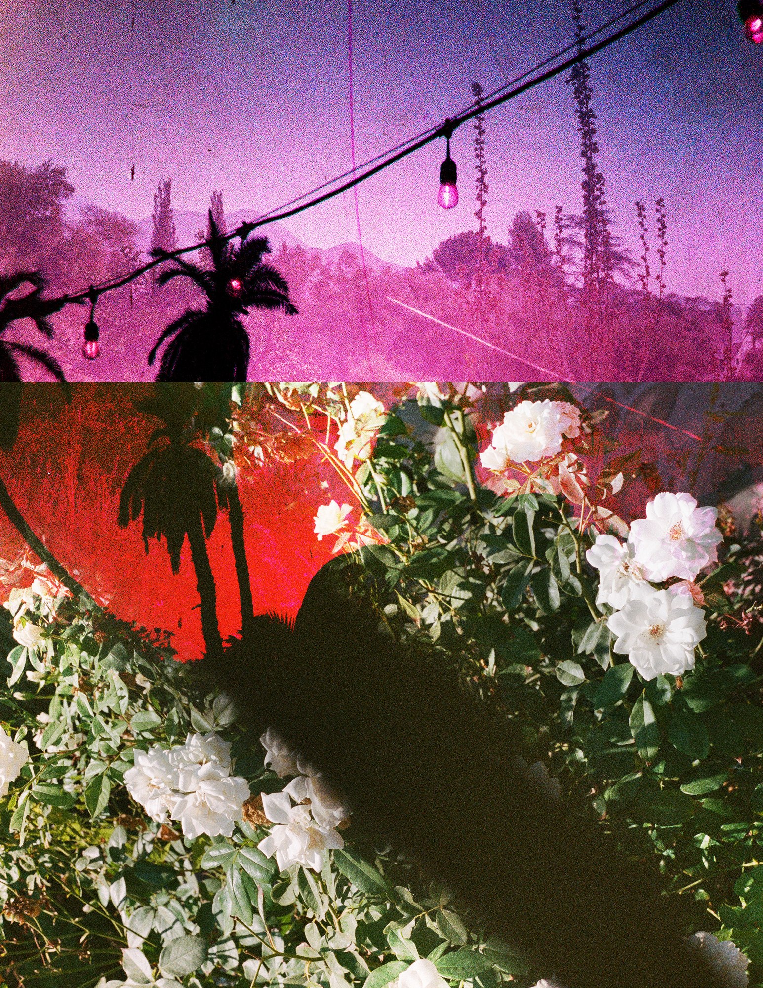 Purple Palm Please — Mayra Rae, disposable Lomochrome Purple digital composite, 2021