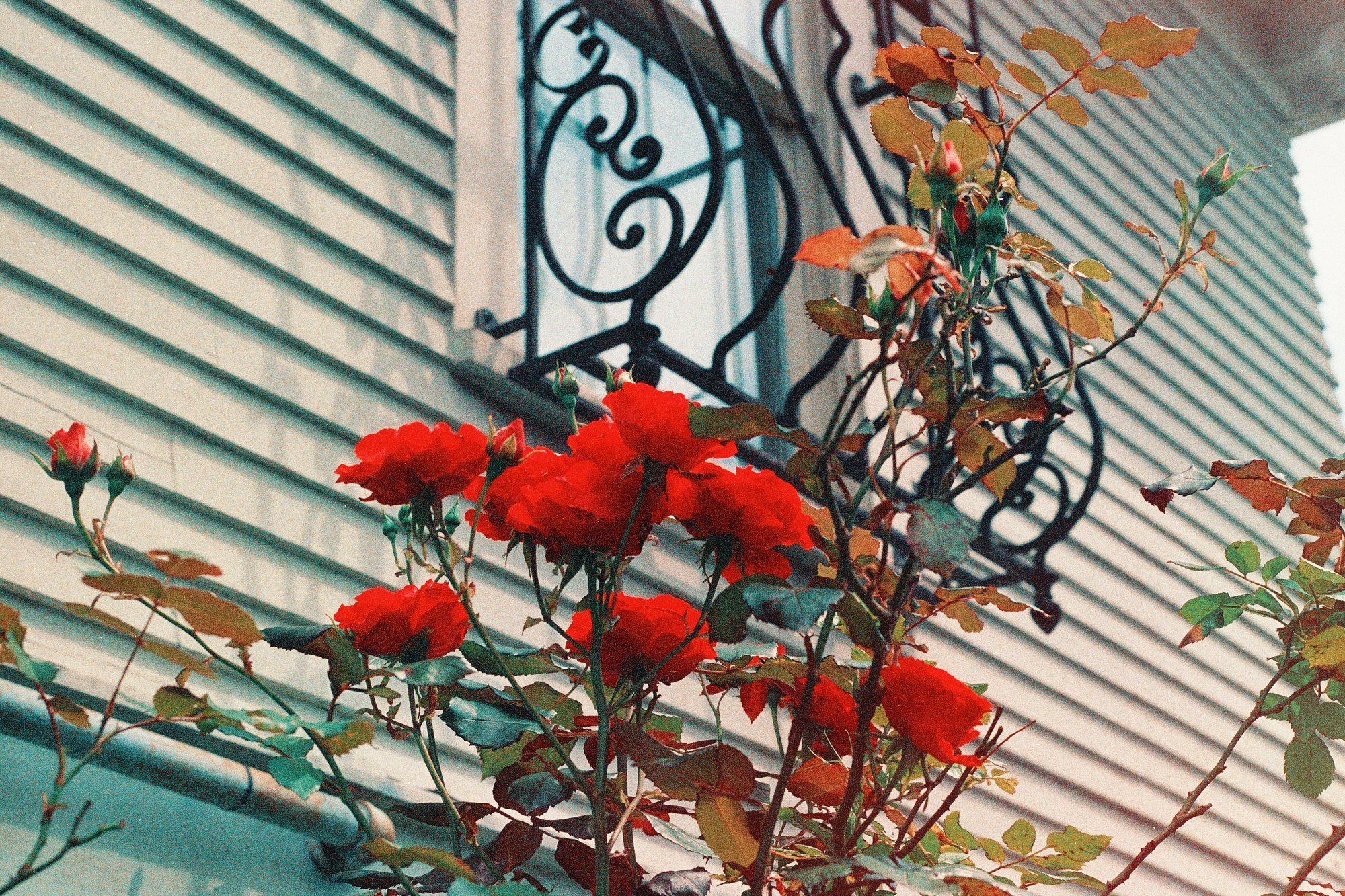 Wild Roses — Mayra Rae, 35mm film, 2023
