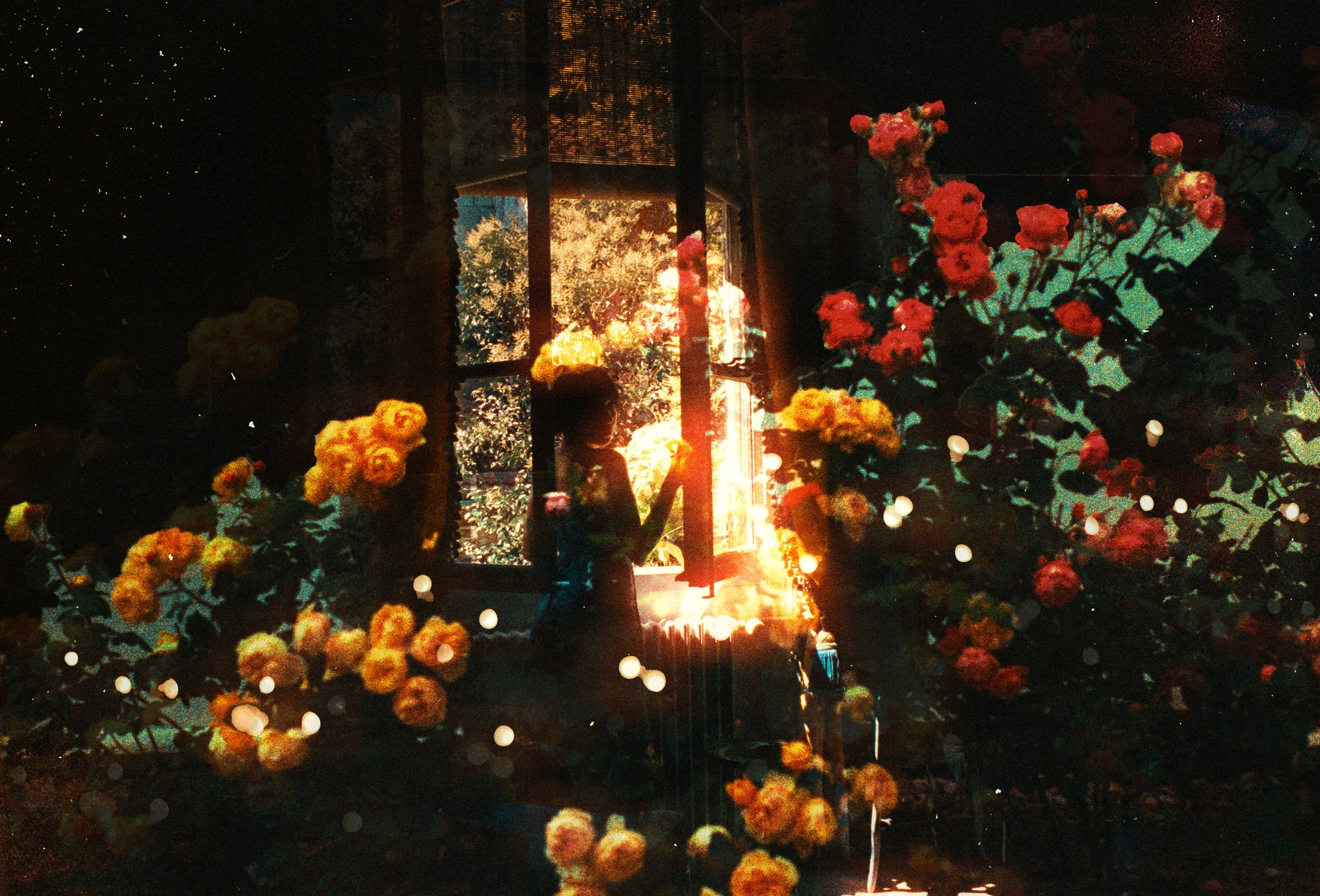 Window Garden — Mayra Rae